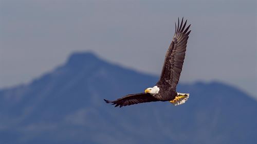 eagle with outspread wings against mountain